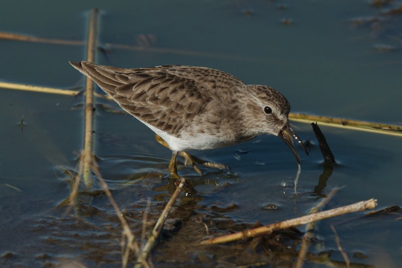 Least Sandpiper 2012-11-17_7.jpg
